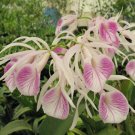 15 Seeds Morning Orchids house Flowers Garden