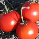 50 Seeds Gills All Purpose Tomato Juicy Tomatoe Vegetable Flowers Garden