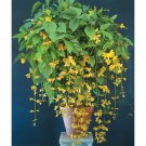15 Seeds Nong Nooch Vine house Flowers Garden