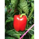 25 Seeds Aristotle Pepper Healthy Flowers Garden