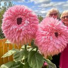 50 Seeds Pink Giant Teddy Bear Sun Flowers Garden