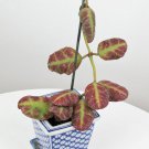 15 Seeds Hoya waymaniae house Flowers Garden