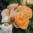 15 Seeds Honey Apricot Rosa hybrid house Flowers Garden