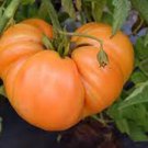 50 Seeds Orange Minsk Tomato Tomatoe Vegetable Edible Canning Flowers Garden