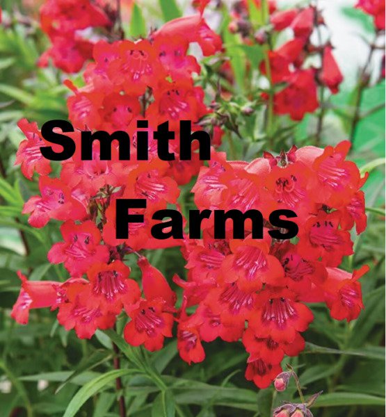 25 Seeds Red Riding Hood Penstemon Attracts Hummingbirds Flowers Garden