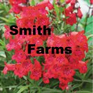 25 Seeds Red Riding Hood Penstemon Attracts Hummingbirds Flowers Garden