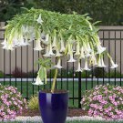 15 Seeds Angel s TrumpetSnowfallhouse Flowers Garden