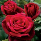 10 Seeds Double Red Rose Bush Perennial Shrub Flowers Garden