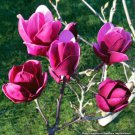 15 Seeds Magnolia hybrid house Flowers Garden