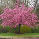 5 SSeeds Stella Cherry Tree ing Japanese Ornamental Gardn Pink Fragrant Flowers Garden
