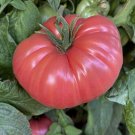 50 Seeds Mexico Tomato Tomatoe Vegetable Edible Canning Flowers Garden