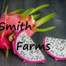 30 Seeds Pink Dragon Fruit Flowers Garden