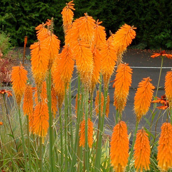 25 Seeds Mango Popscicl Torch Lily Hot Poker Perennial Flowers Garden