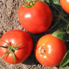 50 Seeds Druzba Tomato Juicy Tomatoe Vegetable Flowers Garden
