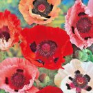 100 Seeds ORIENTAL POPPY MIX New Crop Flowers Garden