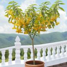 15 Seeds Angel s Lemon Zest house Flowers Garden