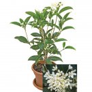 15 Seeds Sweet Olive house Flowers Garden