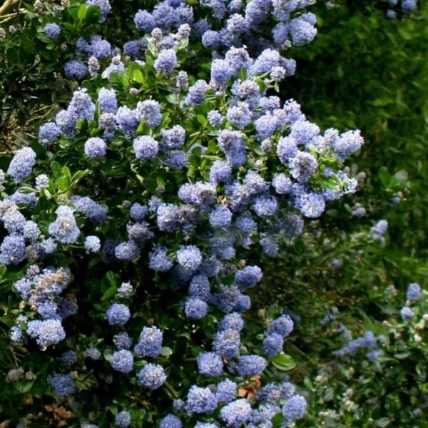 25 Seeds Skyland Lilac Tree Fragrant Perennial 9 Flowers Garden