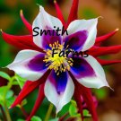 25 Seeds Aquilegia Red Star Columbine Flowers Garden