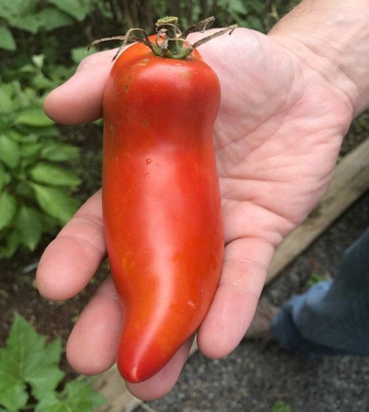50 Seeds Jersey Devil Tomato Tomatoe Vegetable Flowers Garden