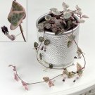 15 Seeds String of Hearts house Flowers Garden
