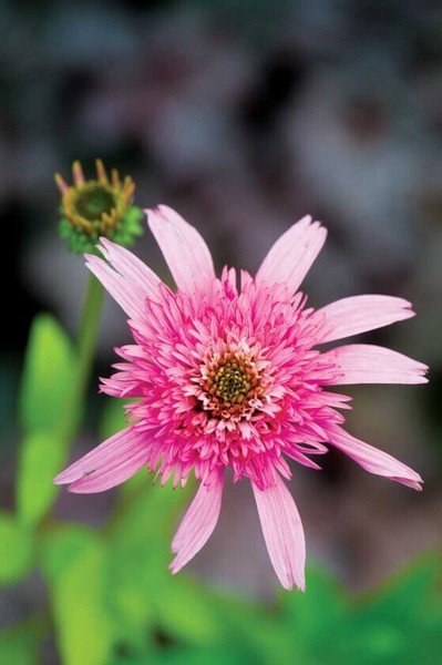 50 Seeds Pink DBL Delight Cone Echinacea Perennial 36 Flowers Garden
