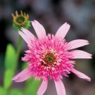 50 Seeds Pink DBL Delight Cone Echinacea Perennial 36 Flowers Garden