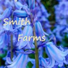 100 Seeds Spanish Bluebells Groundcover Blue Floral Blooms Ground Cover Flowers Garden