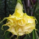 10 Seeds Triple Yellow Angel TrumpetBrugmansia Datura Flowers Garden