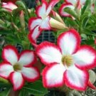 4 WSeeds White Red Desert Rose Adenium Obesum Exotic 339 Flowers Garden