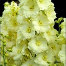 50 Seeds Yellow Delphinium Perennial 86 ER Flowers Garden