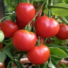 50 Seeds Polar Star Tomato Tomatoe Vegetable Edible Canning Flowers Garden