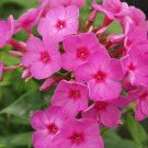 50 Seeds Flame Phlox Perennial Butterfly 4 Flowers Garden