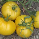 50 Seeds Hughs Tomato Juicy Tomatoe Vegetable Flowers Garden