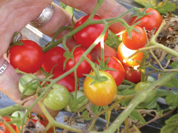 50 Seeds Cherry Buzz Tomato Juicy Tomatoe Vegetable Flowers Garden