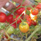 50 Seeds Cherry Buzz Tomato Juicy Tomatoe Vegetable Flowers Garden