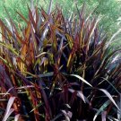 200 Seeds Pennisetum Purpureum Prince Ornamental Napier Grass Flowers Garden