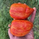 50 Seeds Speckled Roman Tomato Tomatoe Vegetable Edible Canning Flowers Garden