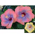 15 Seeds Hibiscus Voodoo Queen house Flowers Garden