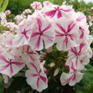 50 Seeds Twister Phlox Perennial Butterfly 90 Flowers Garden