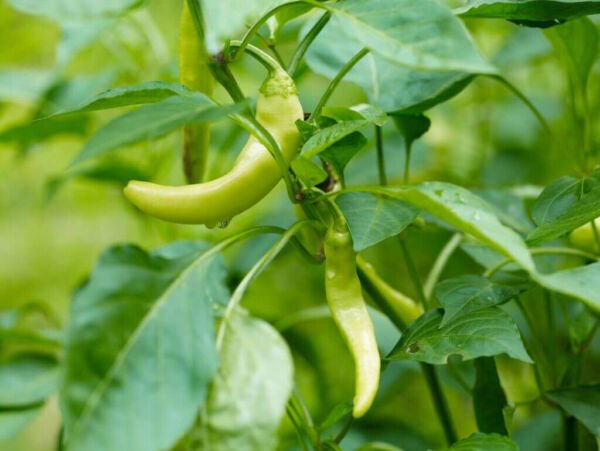 25 Seeds Pepperoncini Pepper Fresh Vegetables Healthy Flowers Garden