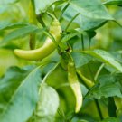 25 Seeds Pepperoncini Pepper Fresh Vegetables Healthy Flowers Garden