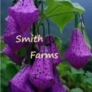25 Seeds Dark Purple Tibetan Bell Beautiful Floral Blooms Flowers Garden