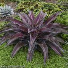 15 Seeds MangaveMission to Mars house Flowers Garden