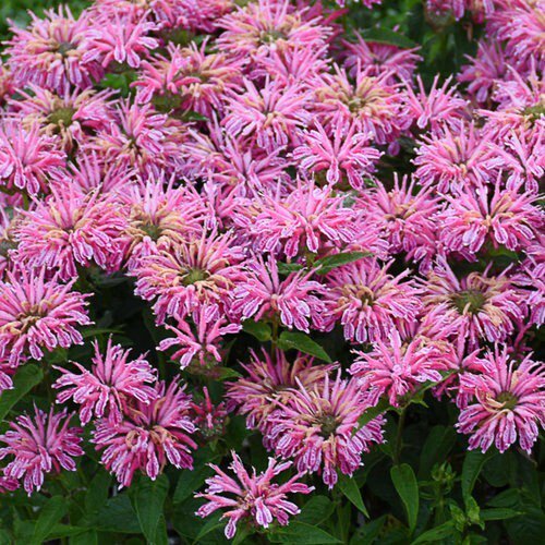 100 Seeds Pink Bee Balm Bloom Hummingbird Flowers Garden
