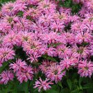 100 Seeds Pink Bee Balm Bloom Hummingbird Flowers Garden