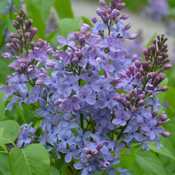 25 Seeds Wonderblue Lilac Tree Fragrant Perennial 98 Flowers Garden