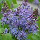 25 Seeds Wonderblue Lilac Tree Fragrant Perennial 98 Flowers Garden