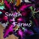 25 Seeds Pink Purple Coleus Flowers Garden