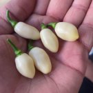 25 Seeds Peruvian White Habanero Pepper Vegetables Flowers Garden